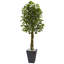 6.5ft. Ficus Artificial Tree with Slate Planter, UV Resistant (Indoor/Outdoor)