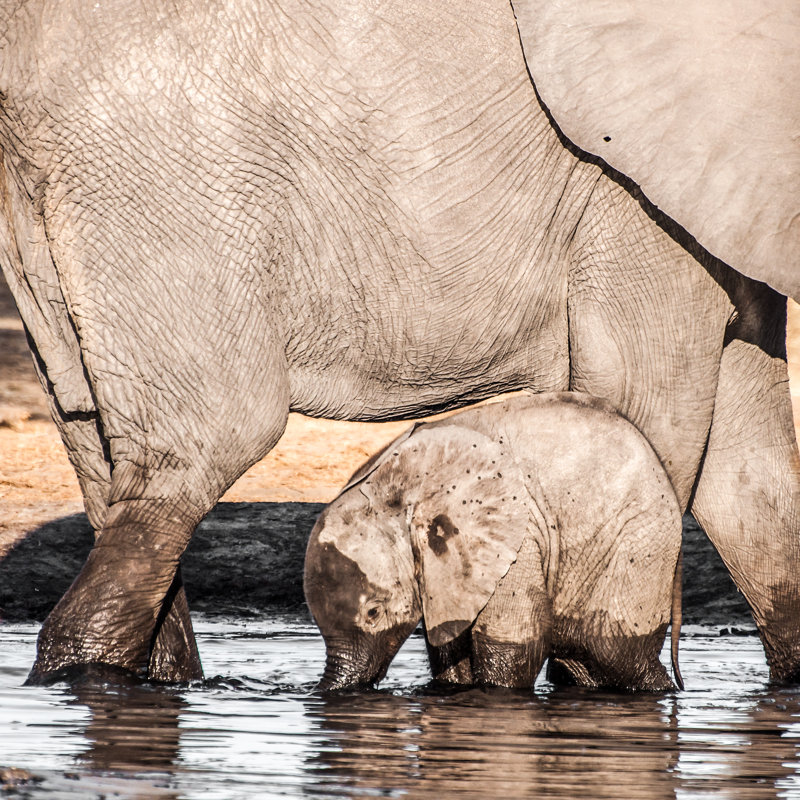 " Baby Elephant With Mother ", 12" H x 12" W
