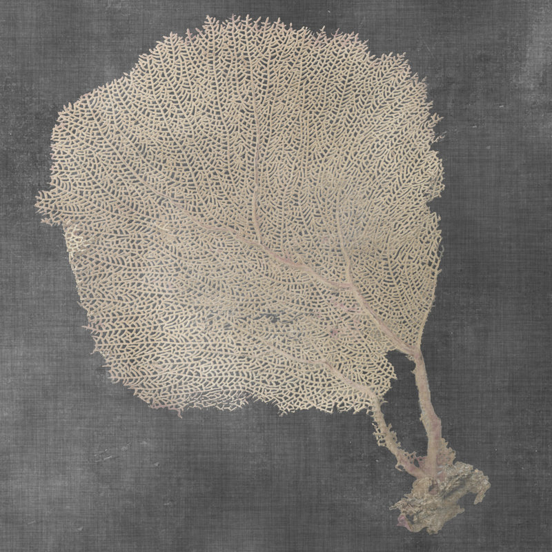 Natural Sea Fan II by Vision Studio - Wrapped Canvas Print, 76cm H x 76cm W