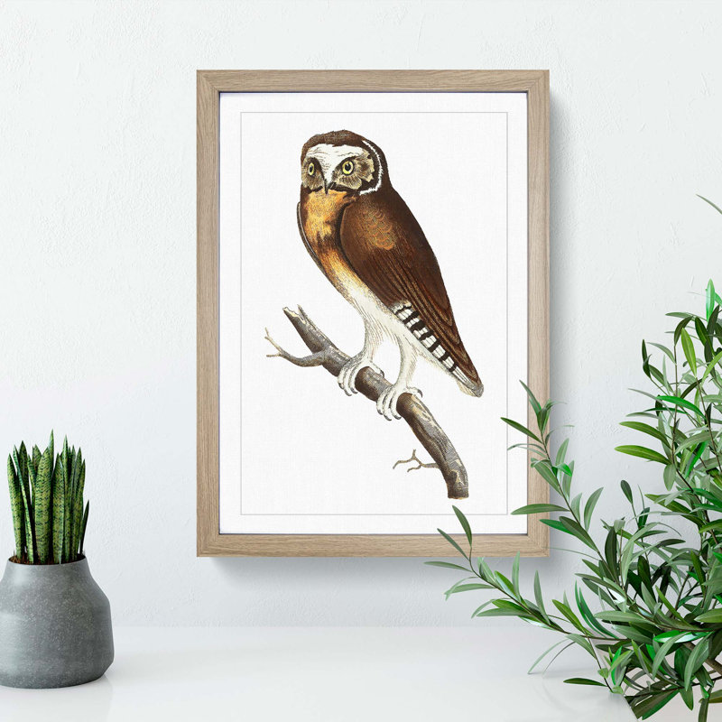 White-Fronted Owl by George Shaw - Framed Print, 48cm H x 36cm W x 2cm D, Oak Framed