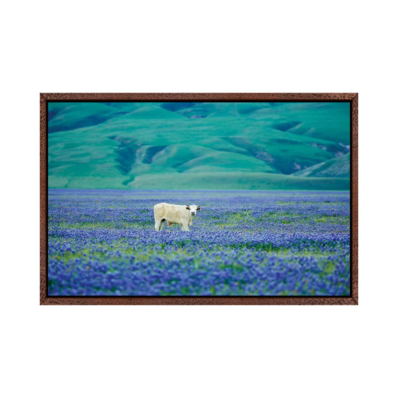 Cows In Lupine III by Dennis Frates - Print on Canvas, 45.72cm H x 66.04cm W x 3.81cm D, Classic Brown Wood Framed