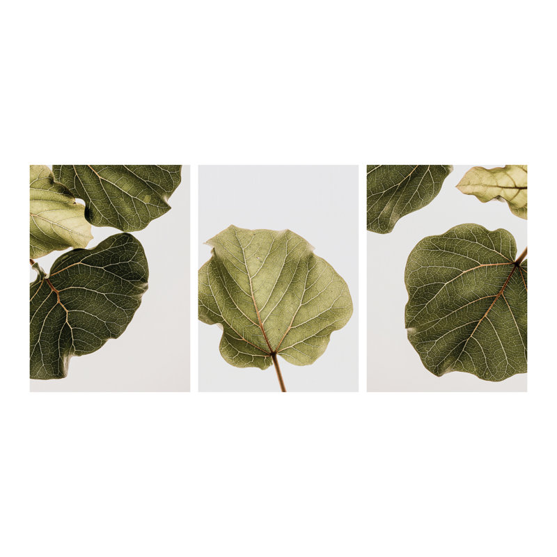 "Abutifolia Noe", ensemble de trois peintures murales encadrées, Noir, H 24 po x l 54 po