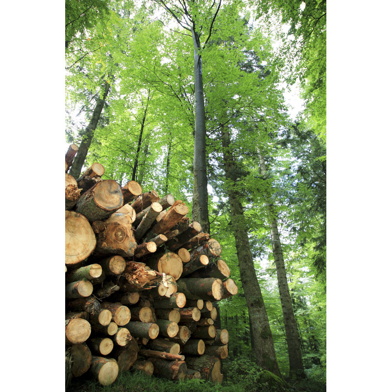 Timber Stock par Casarsa, H 12 po x l 8 po