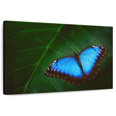 Joli papillon bleu Brampt