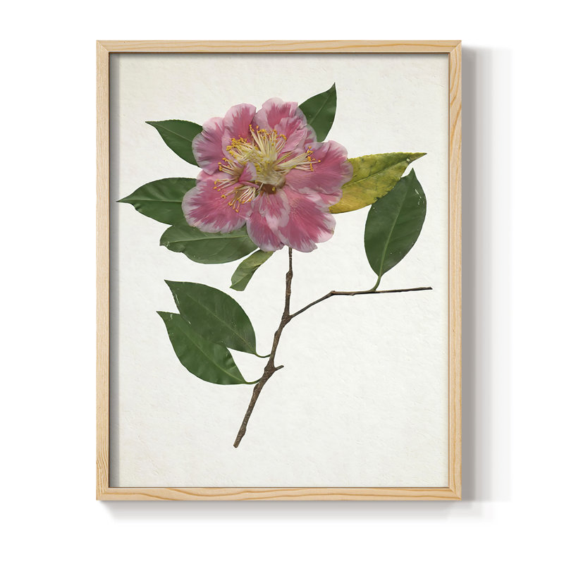 PressedCamelliaII Framed Print - Solid Wood, 11" H x 9" W