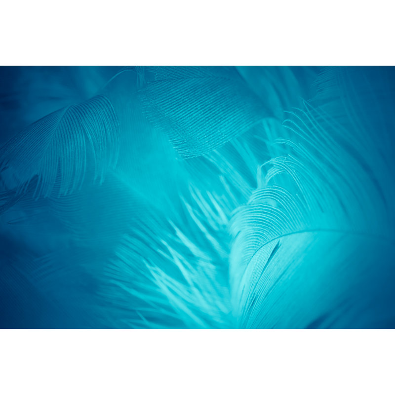 Feather by Feather Texture - Wrapped Canvas Art Prints, 20cm H x 30cm W x 3.8cm D