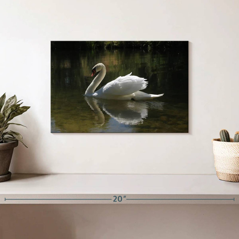 Swan Lake Reflection, H 8 po x l 12 po
