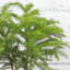 Live Norfolk Island Pine Plant In Classic Pot-78391176