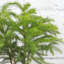 Live Norfolk Island Pine Plant
