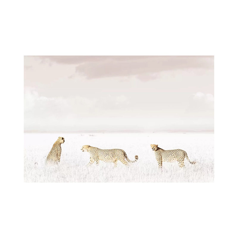 White Three Cheetahs by Klaus Tiedge - Wrapped Canvas Print, 20.32 cm H x 30.48 cm W