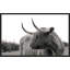 On the Ranch I No Tag - Peinture-2113555562-2113555565