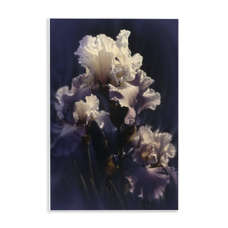 Plaque d'iris mauve mauve, design par Collin Bogle, H 19 po x l 13 po