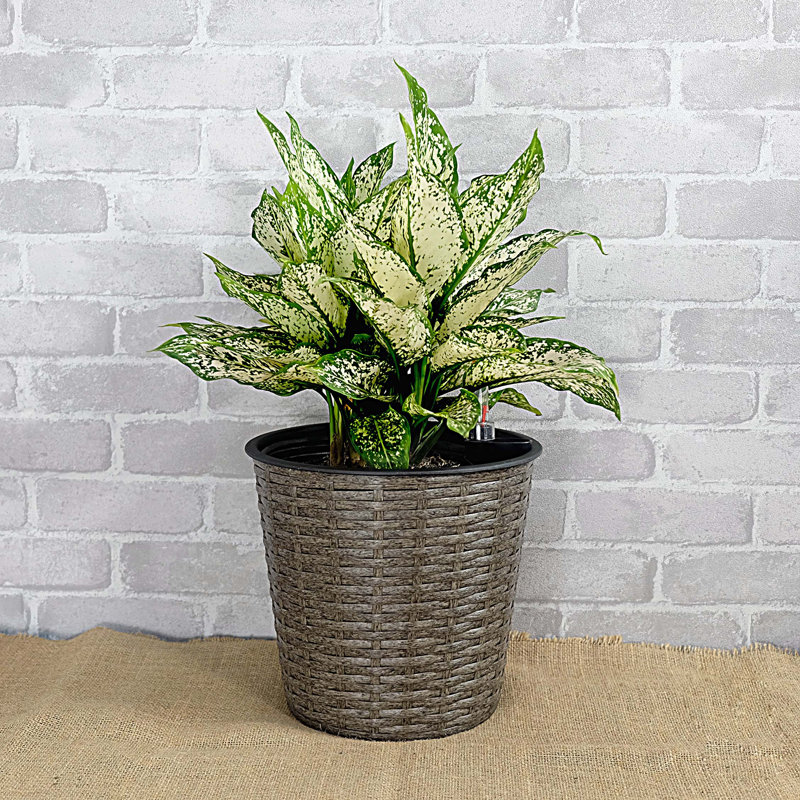 Paquet de 2 pots de fleurs décoratifs en osier pour l'intérieur et l'extérieur - rond, Grey, 12.23" H x 13.43" W x 13.37" D