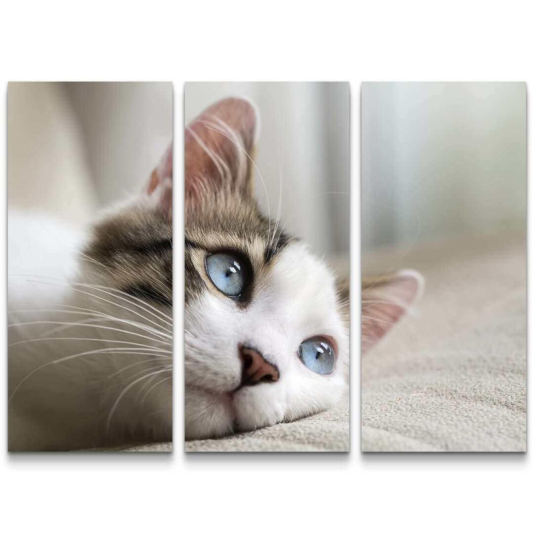 3-tlg. Leinwandbilder-Set Katze mit blauen Augen