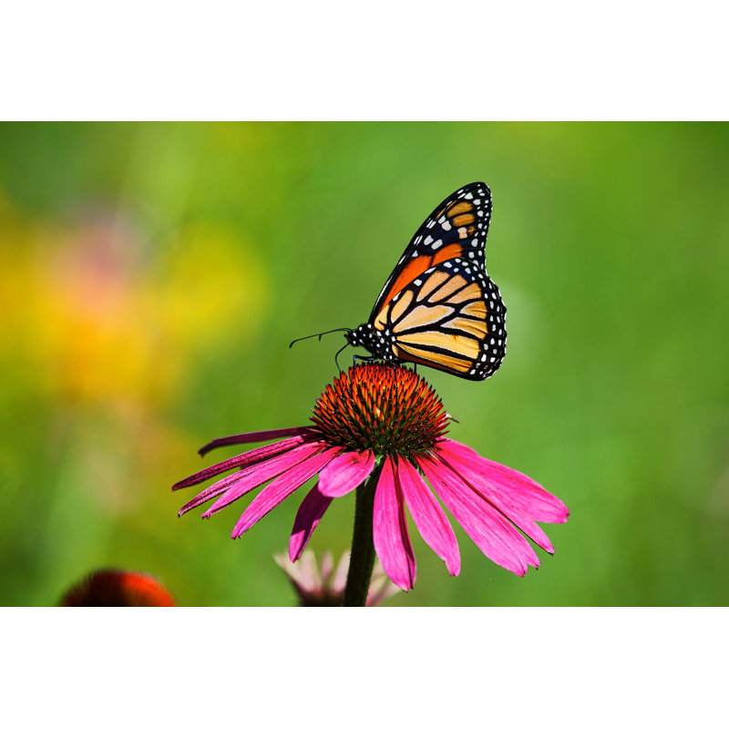 Photographie de monarque sur toile Derriana, H 8 po x l 12 po x P 1,25 po