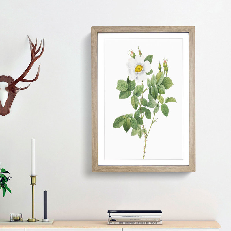 Twin-Flowered White Rose by Pierre-Joseph Redoute - Picture Frame Painting Print, Oak Framed, 36cm H x 27cm W x 2cm D