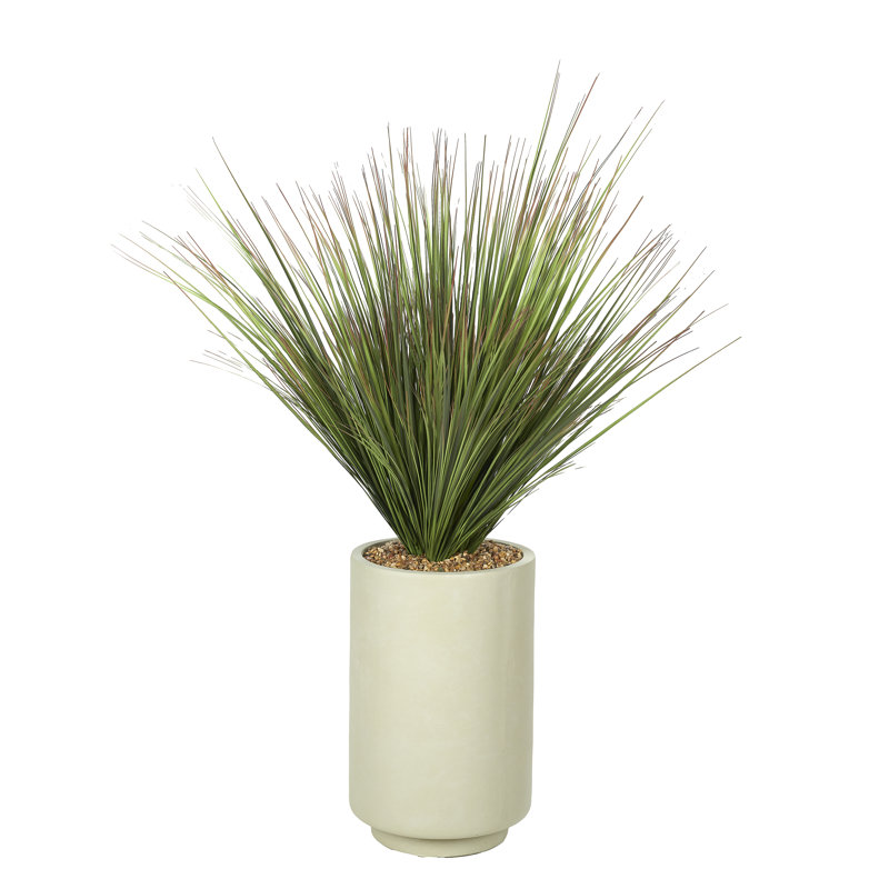 4.5' Onion Grass in Rainey Planter