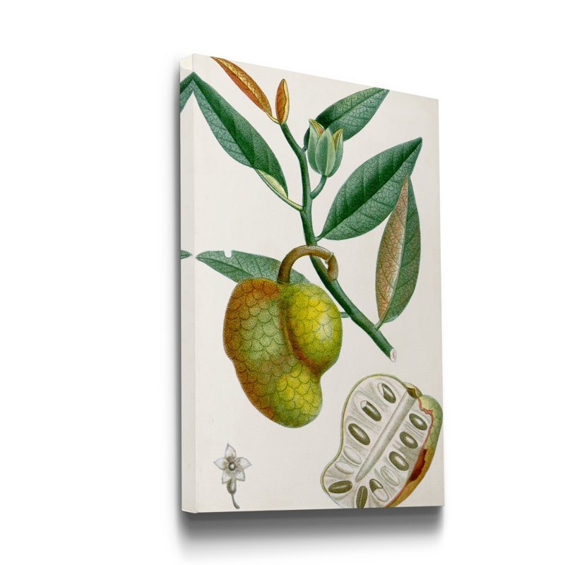 Reproduction d’art sur toile tendue « Turpin tropical fruit III », H 12 po x l 8 po x P 1 po