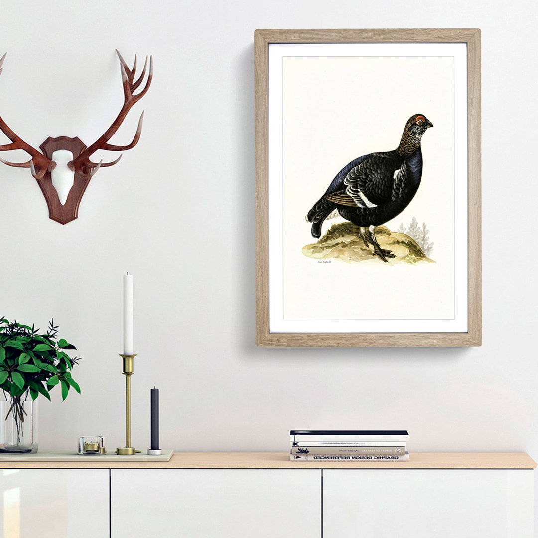 A Black Grouse by Von Wright - Framed Print