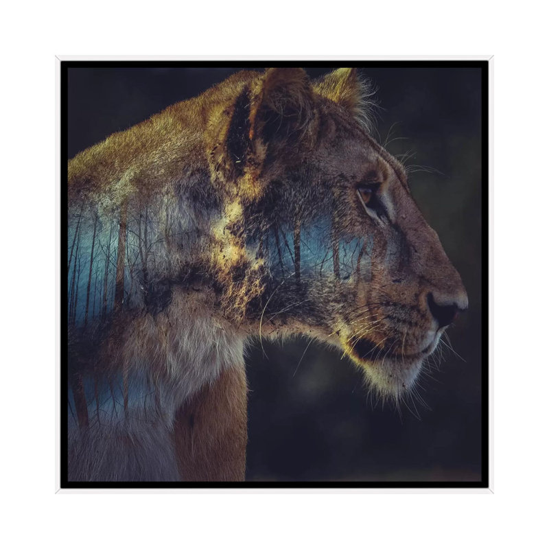 Lion by Paul Haag - Print on Canvas, White Framed, 45.72 cm H x 45.72 cm W