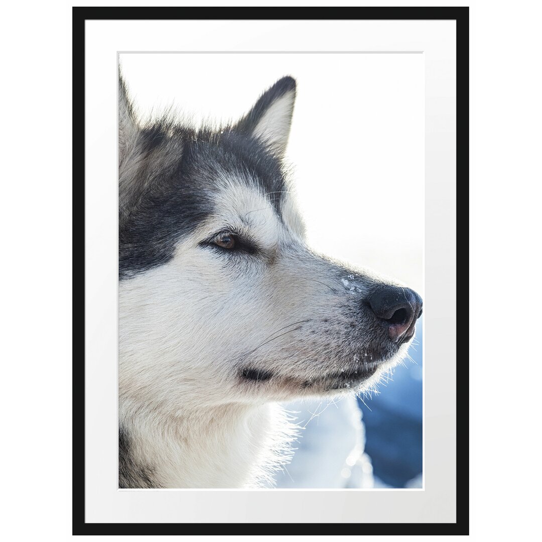 Gerahmtes Poster Husky im Schnee