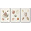 Pastel Knorr Shells VI 3 pièces-91891376-91891379