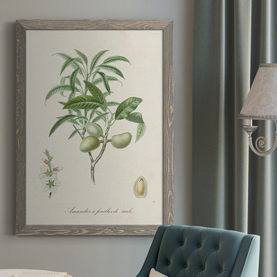 Antique Almond Botanical II " Antique Almond Botanical II " Print