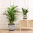 3 Piece Ceramic Plant pots with Drainage Holes-1290265810