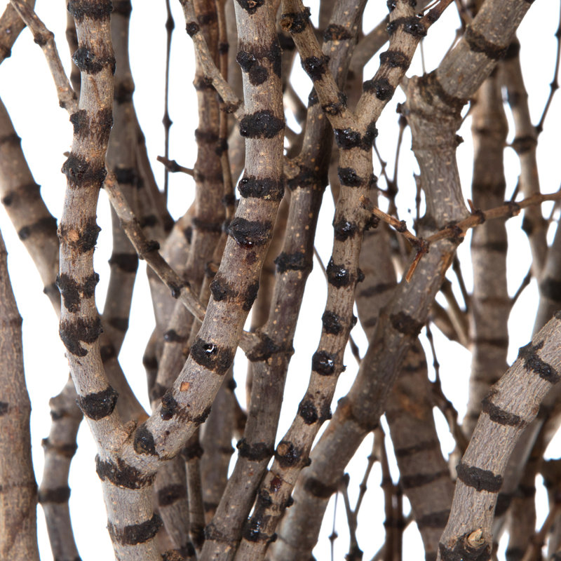 36'' Branch