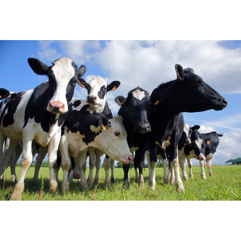 Holstein Cows Cattle - Wrapped Canvas Print, 30cm H x 46cm W x 3.8cm D
