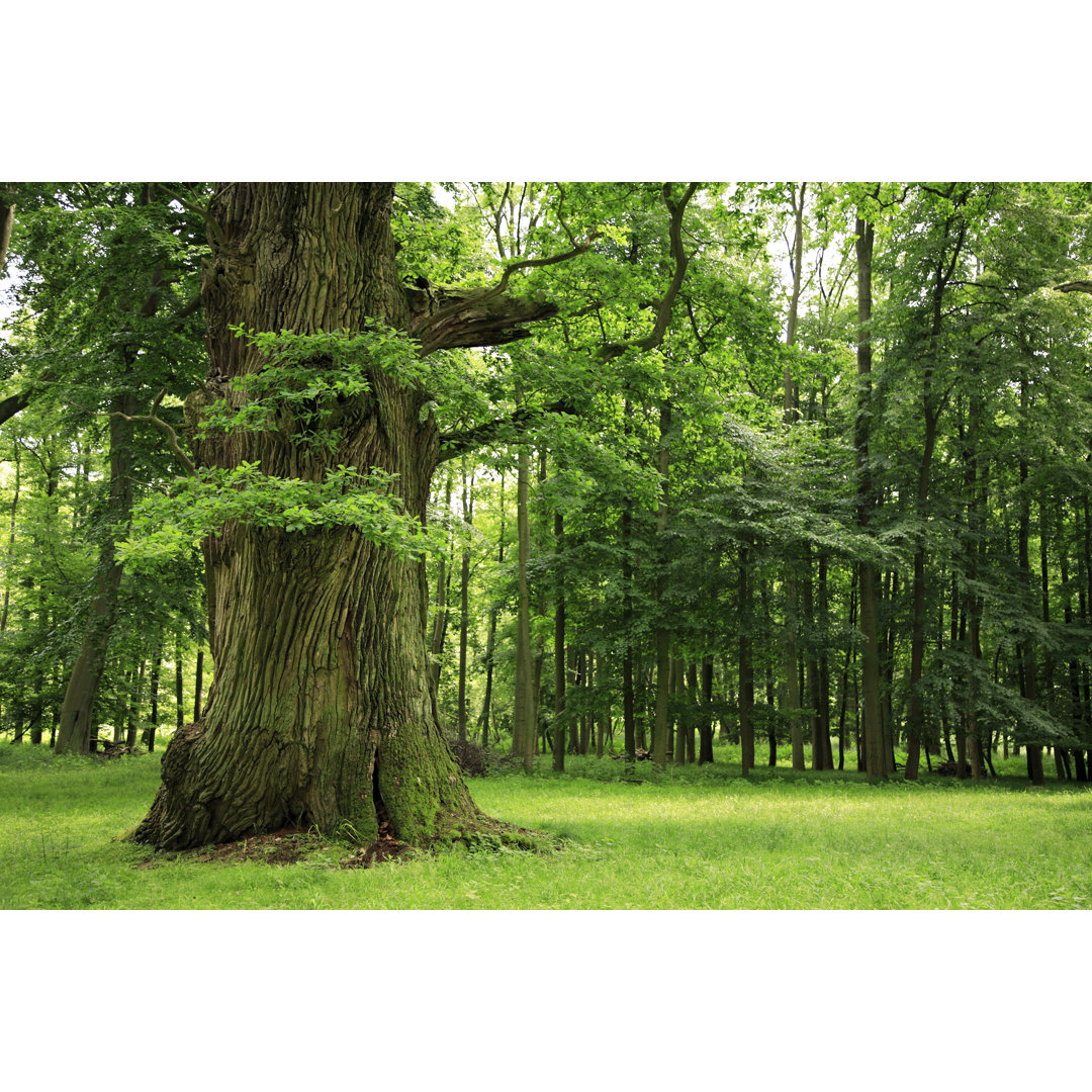 Mighty Oak Tree von AVTG - Druck