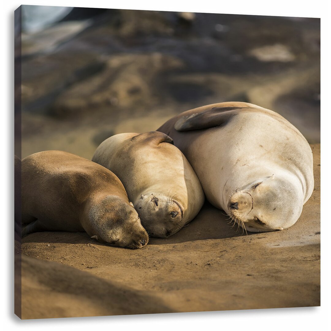 Leinwandbild Familie von drei kleinen Seelöwen in der Sonne