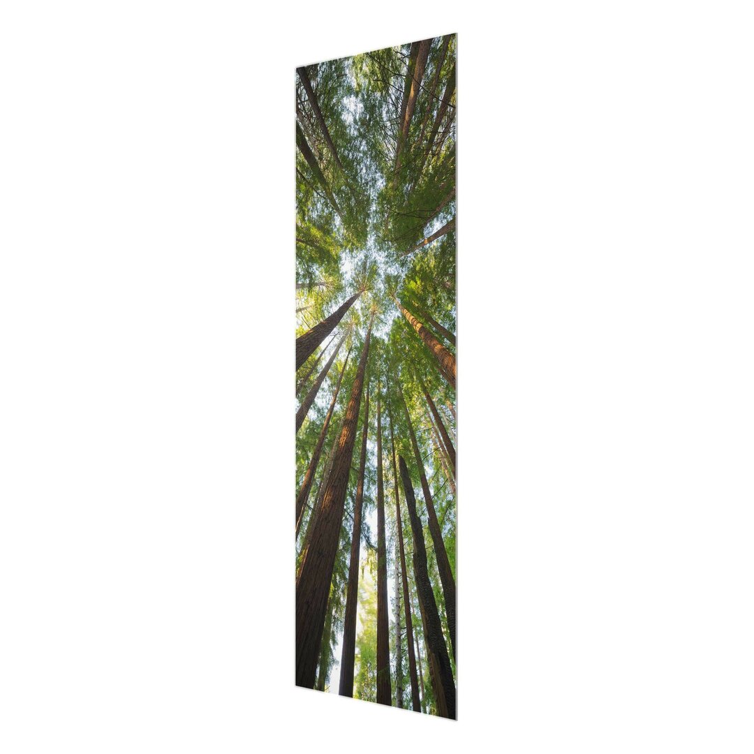 Glasbild Sequoia Treetops