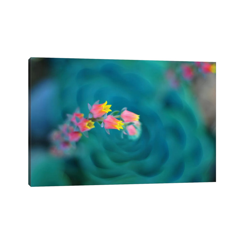 Rosularia by Lee Sie - 1 Piece Wrapped Canvas Wall Art, 20.32 cm H x 30.48 cm W