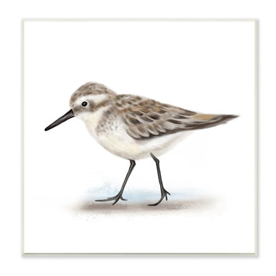 Oiseau bécasseau nautique sur plumes mouchetées - impression
