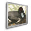 " Scaup Duck "-1857318962-1857318965