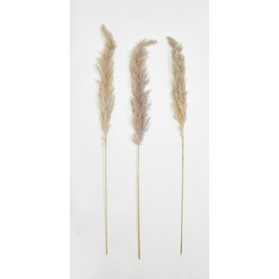 Tiges d'herbe de pampa naturelles