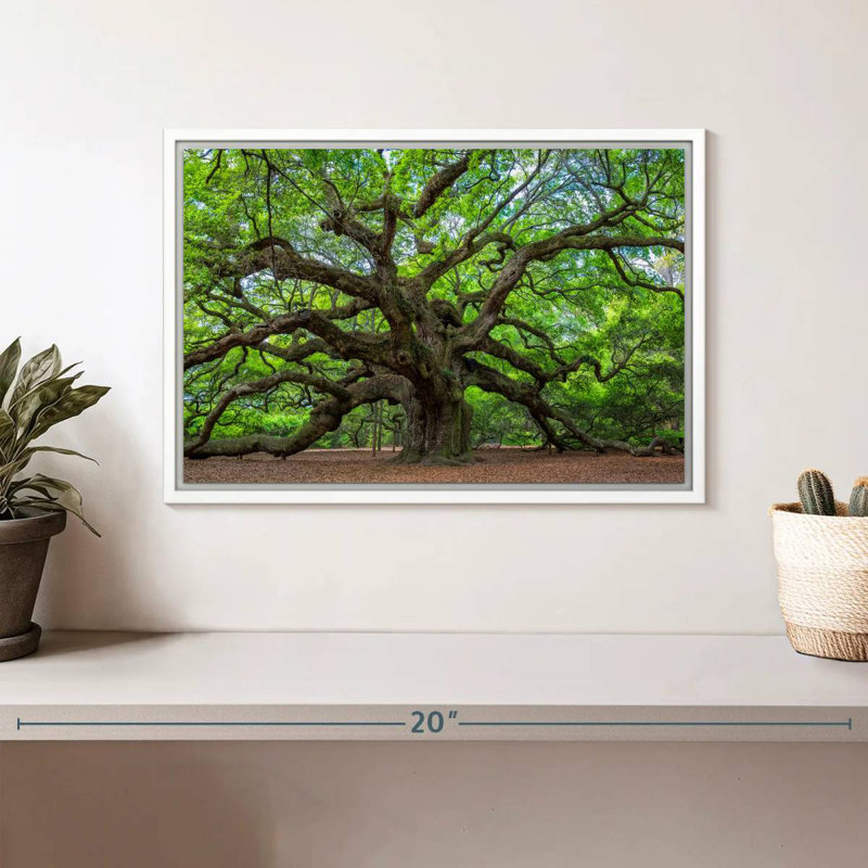 Old Oak Tree, Floating Frame White, 13" X 9"