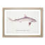 Illustration of a Requiem Shark by F.E. Clarke - Picture Frame Painting Print-55579668-55579670