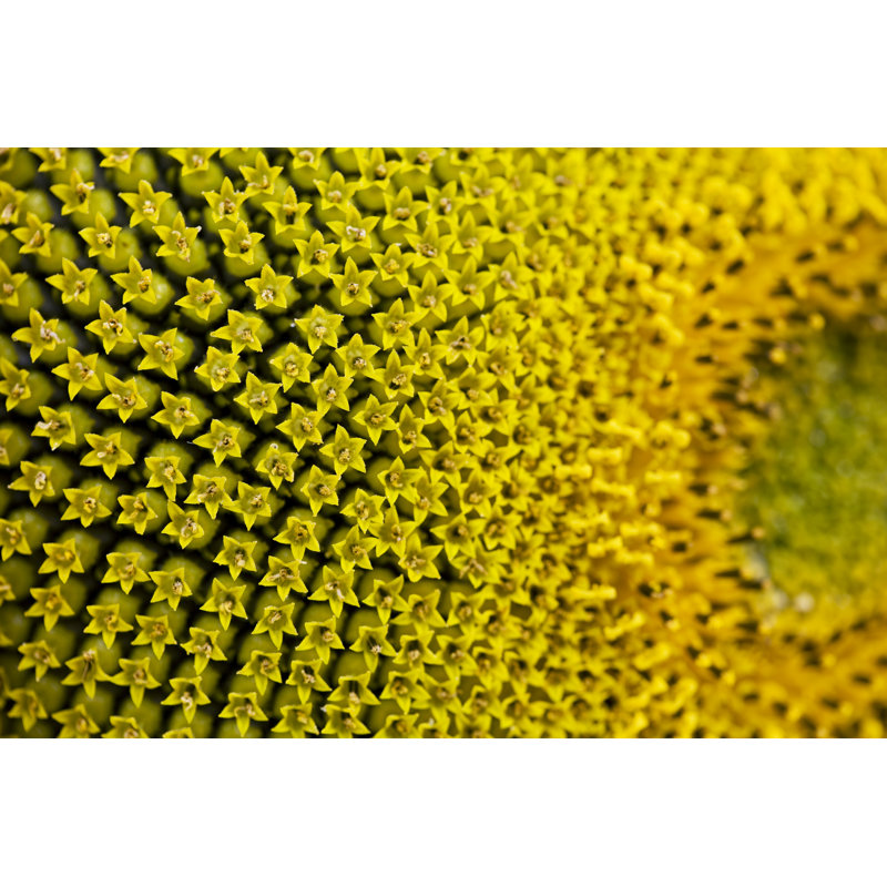 Macro Shot Of A Sunflower by Philartphace - Wrapped Canvas Print, 20cm H x 30cm W x 3.8cm D