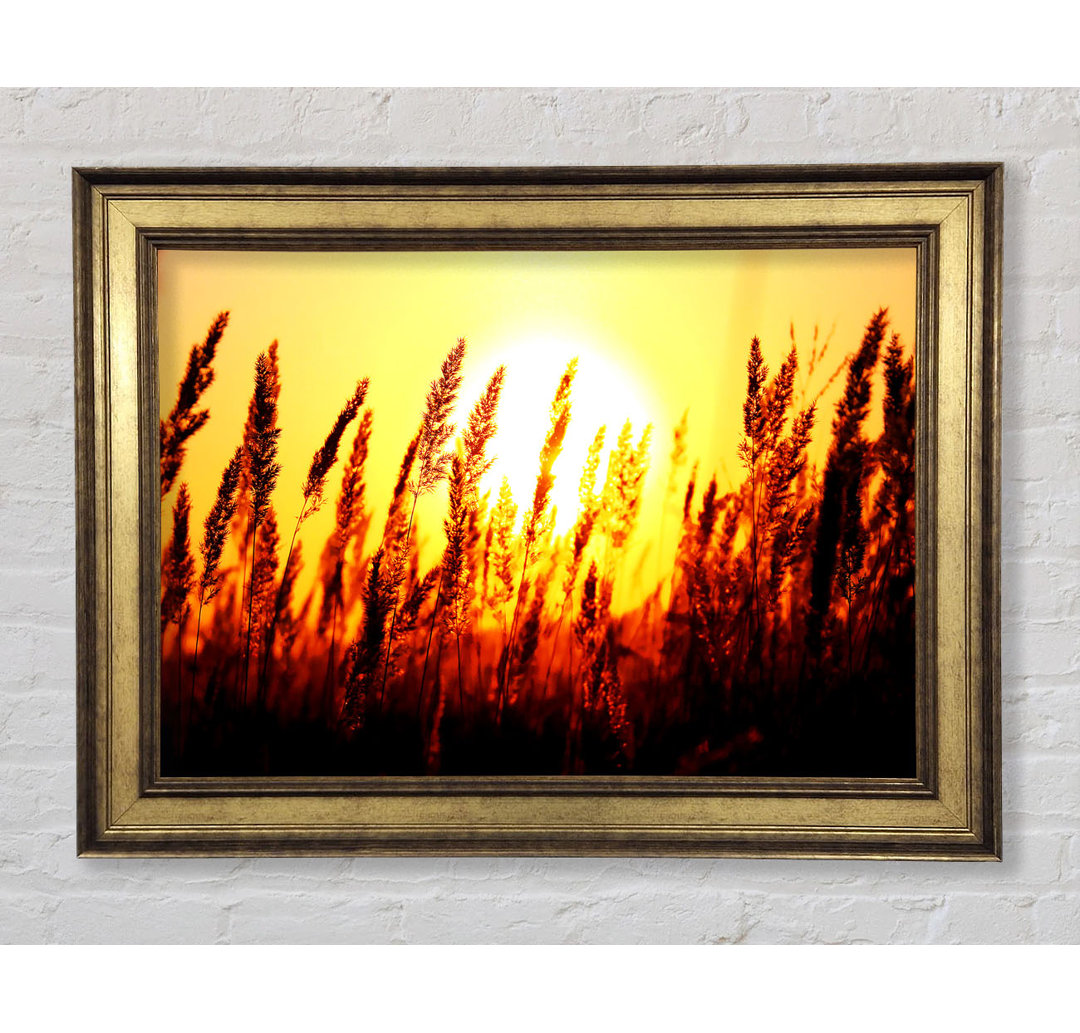 Beautiful Sun Rise Reeds - Einzelner Bilderrahmen Kunstdrucke