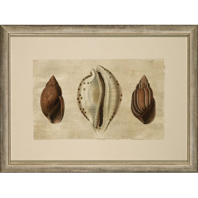 Triple coquille craquelée, peinture sur papier