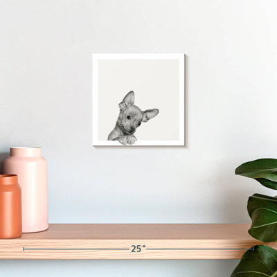 Crowle Sweet Chihuahua