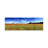 Poppies In A Field, Norfolk, England - Wrapped Canvas Panoramic Print-565723418