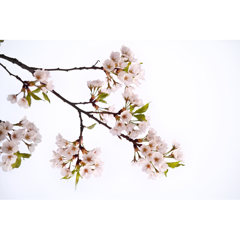 Cherry Blossom by Ithinksky - Print, 81cm H x 122cm W