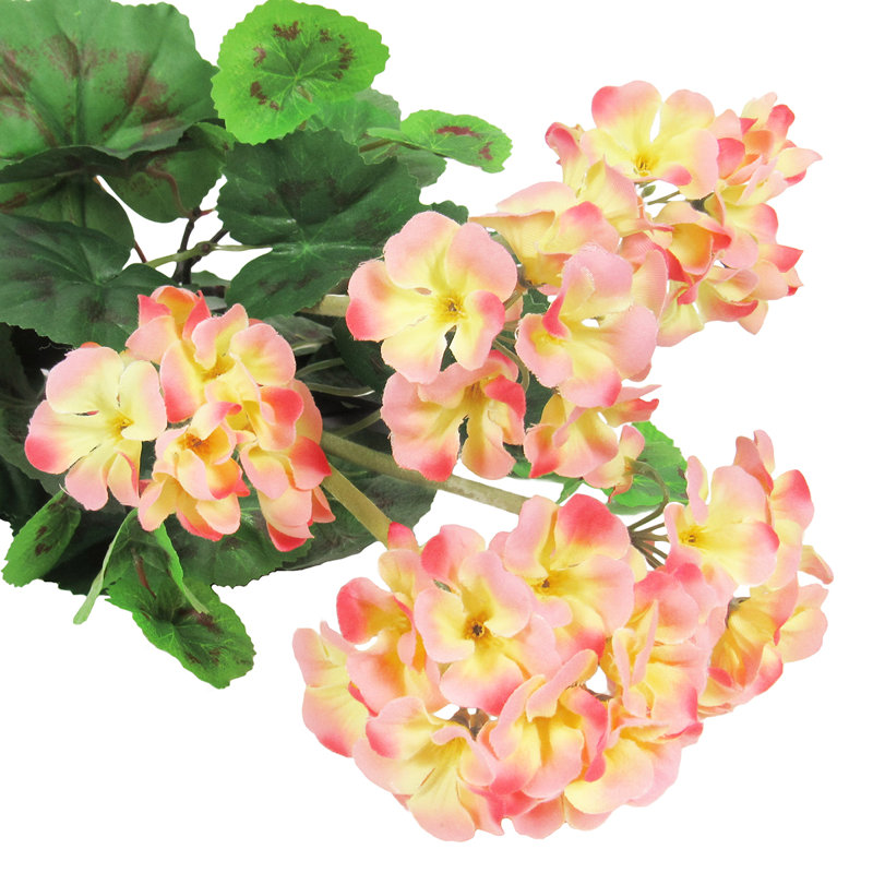 Fleur de géranium, Pêche / vert