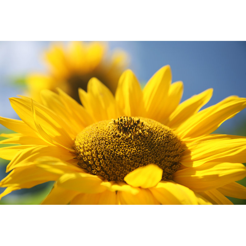 Sunflower by Ra-photos - Print, 30cm H x 46cm W