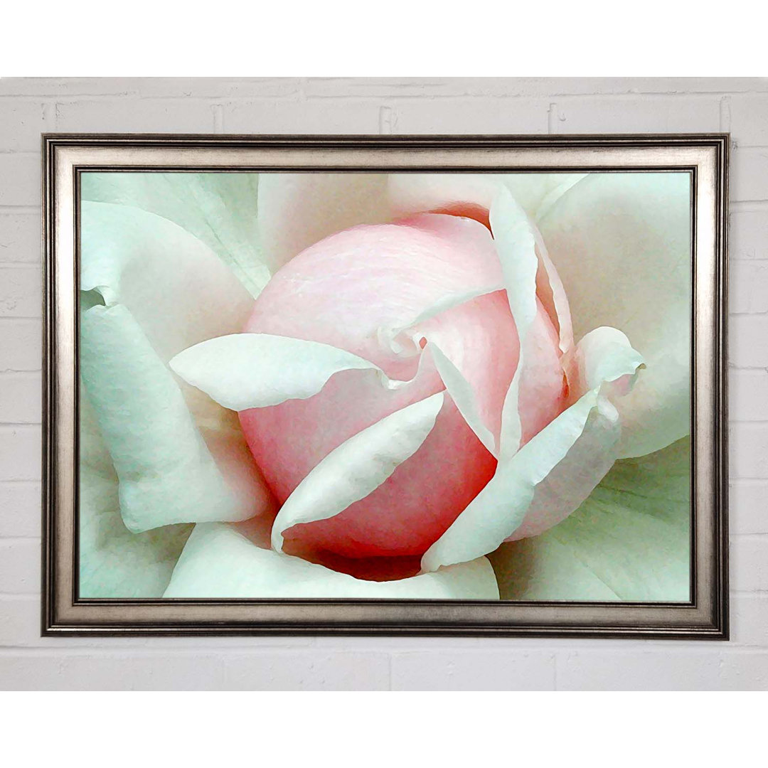 Soft Pink Rose Bud - Einzelner Bilderrahmen Kunstdrucke