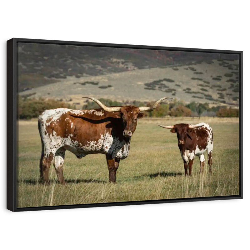 Texas Longhorn et son mollet, 46 po x 31 po, Cadre flottant noir