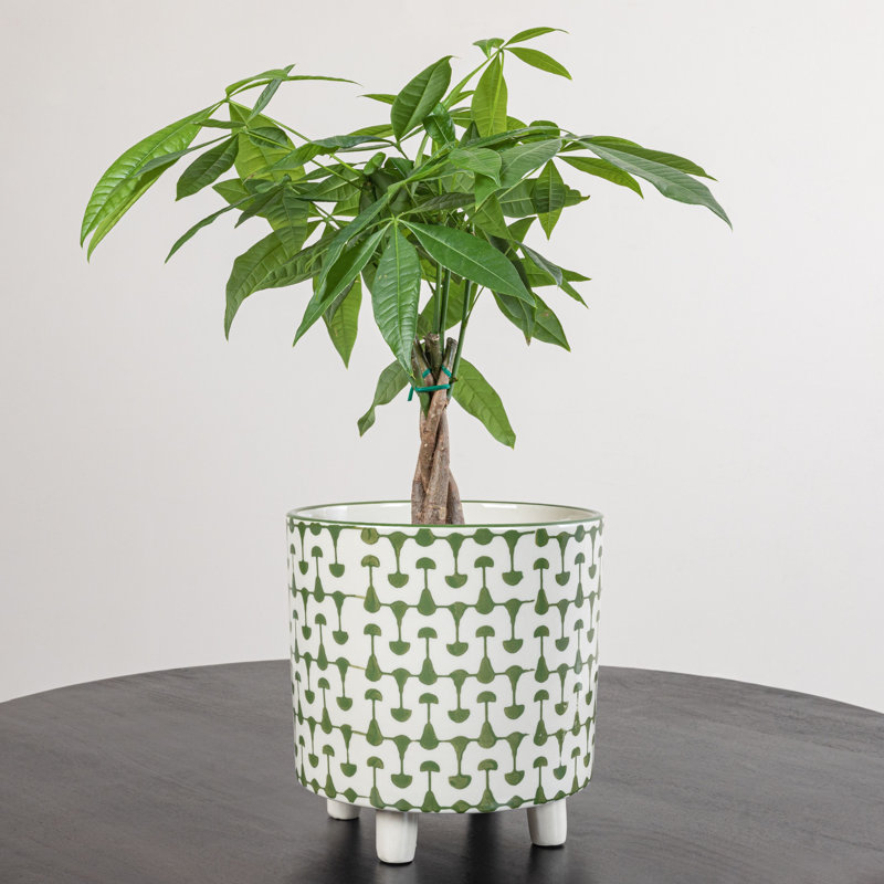 Footed Stoneware Planter with Abstract Print, Green